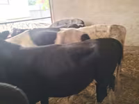 Bulle, Swiss cattle — Foto 6