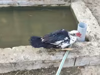 Ducks — फ़ोटो 1