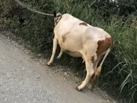 Cow, Cattle — photo 4
