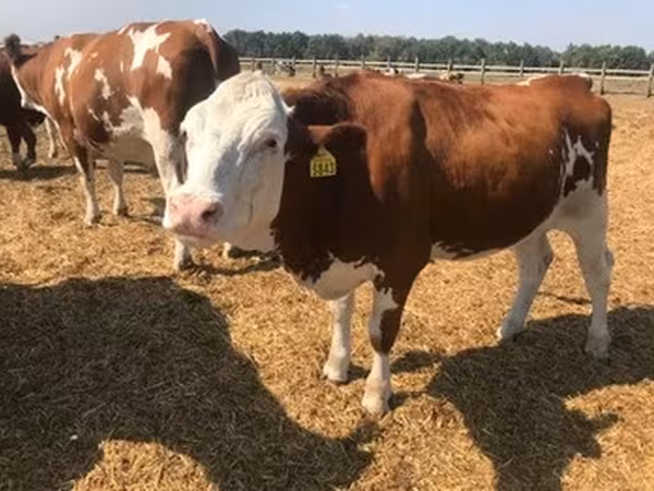Holstein-Rasse