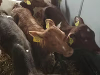 Rinder (Partie, Geschlecht nicht angegeben), Simmental cattle — Foto 2