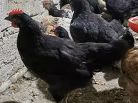 Chickens — 6-rasm