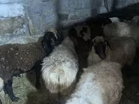 Ram, Sheep — photo 1