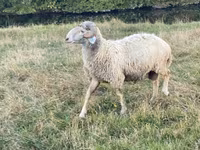 Qoʻchqor, Karakul sheep — 5-rasm