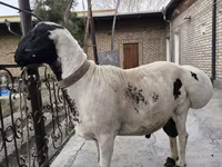 Qoç, Blackheaded Persian sheep — foto 4
