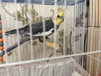 Məhsul: Nimfa (cockatiel) cütü və qəfəs dəsti Dişi ve Erkek, disi 6 — 4-сурет