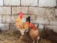Chickens — foto 4
