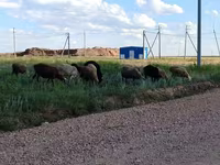 Qoç, Qoyunlar — foto 1