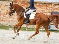 Айғыр, Friesian sport horse — 5-сурет
