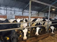 Vaca, Raza Holstein — foto 4