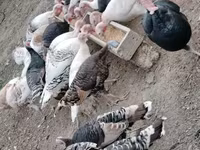 Turkeys — foto 4