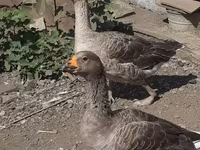 Geese — foto 5