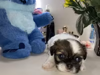 Məhsul: Pekines balaları - Yaş: 60 günlük - Cins: Pekines - Rənglər — 照片 5