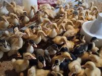 Ducks — الصورة 1