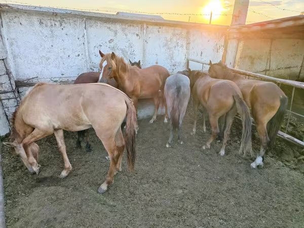 Mare, Horse breed