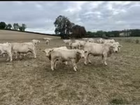 Bulle, Charolais cattle — Foto 3