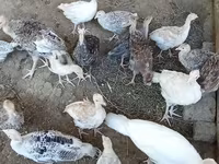 Turkeys — Foto 1