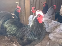 Australorp — foto 1