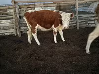 Kuh, Swiss cattle — Foto 7