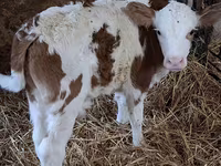 Bull, Simmental cattle — photo 5