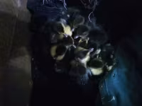 Ducks — 3-сурет