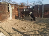 Toro, Raza Holstein — foto 7
