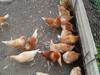 لوهمان براون — الصورة 2