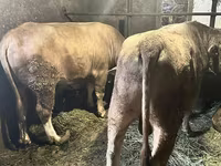 Bulle, Aberdeen-Angus — Foto 4