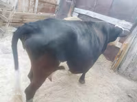 Kuh, Simmental cattle — Foto 4