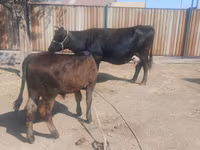 Kuh, Latvian Blue cattle — Foto 1