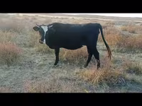 Kuh, Simmental cattle — Foto 3
