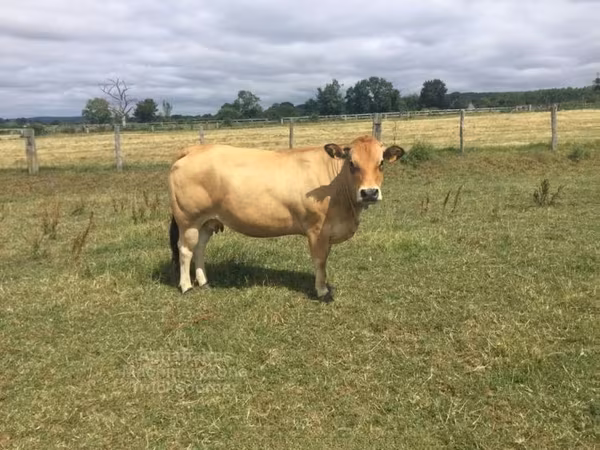 Sigir, Partenaise cattle