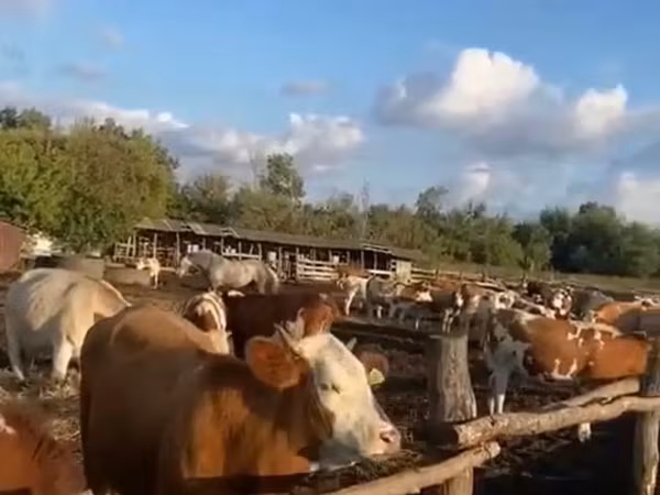 Sigir, Simmental cattle