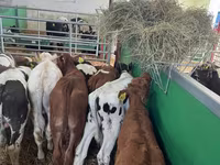 ثور, Simmental cattle — الصورة 6