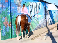 At, National Show Horse — foto 5
