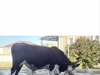 Бұқа, Қазақ ақбас сиыры — 1-сурет