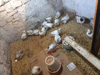 Chickens — 3-сурет