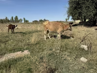 Sigir, Latvian Blue cattle — 2-rasm