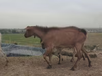 Ziegenbock, Ziegen — Foto 4