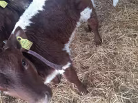 Buqa, Simmental cattle — 1-rasm