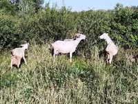 母山羊, Saanen goat — 照片 4