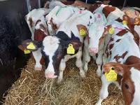 Bulle, Simmental cattle — Foto 1