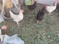 Chickens — 1-rasm
