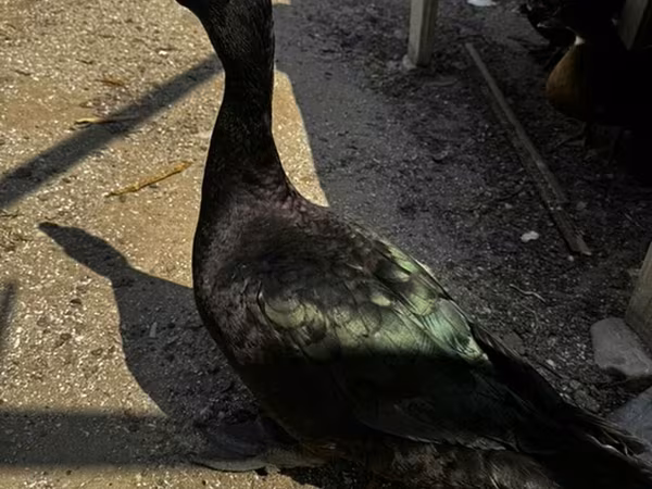 Ducks