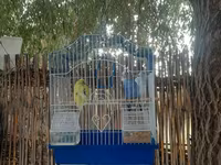Dalmatikan qəfəslə birlikdə üç dalğalı tutuquşu (nimçik) seti — foto 1