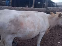 गाय, Swiss cattle — फ़ोटो 8
