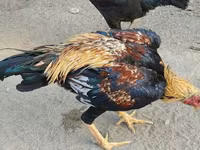 Chickens — 7-сурет