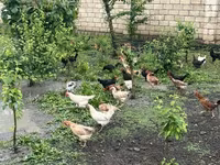 Chickens — фото 1