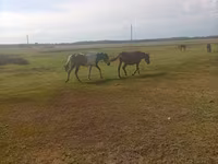 Stute, Horse breed — Foto 2