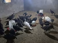 Turkeys — foto 1